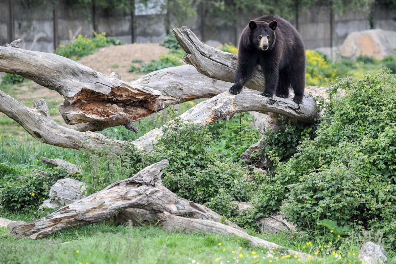 Una vez que un oso se ha fijado en ti y te está prestando atención, estrategias adicionales pueden ayudar a evitar que la situación se agrave.