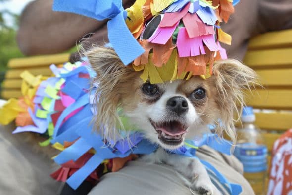 Decenas de perritos se disfrazaron y personificaron en tradicionales vestimentas para festejar el 5 de Mayo.
