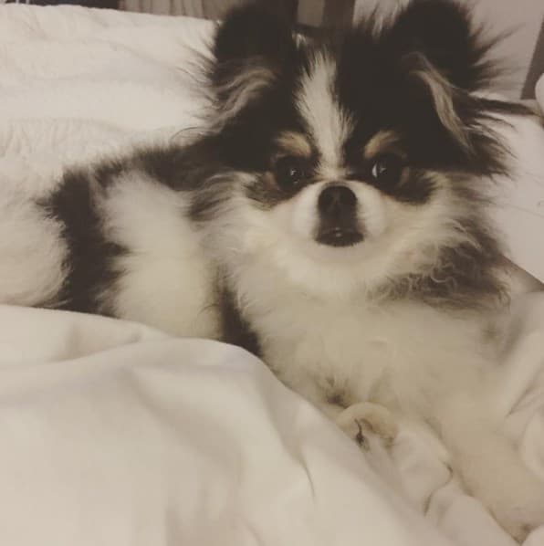 Este esponjoso peludo tiene una apariencia encantadora y hasta tiene un lugar sobre la cama de Galilea Montijo.