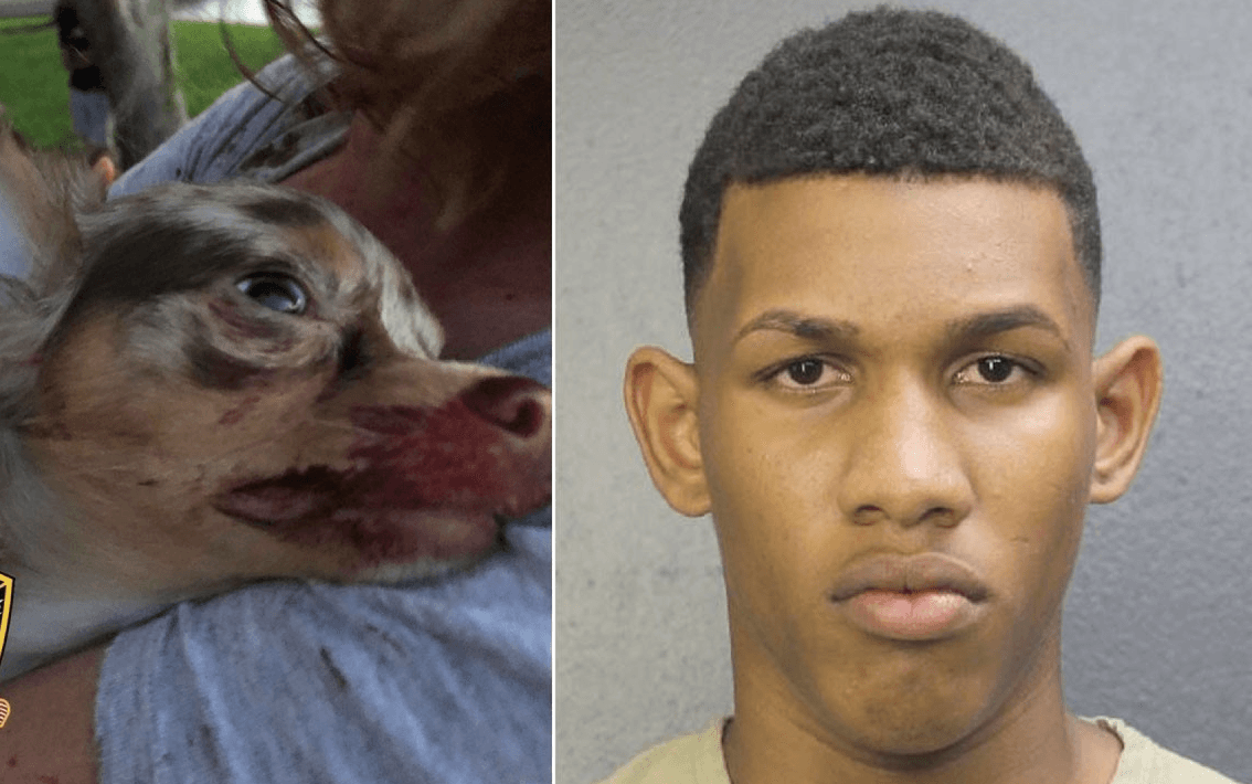 Arrestan a un hombre por matar con un rifle desde su balcón a la perrita de una niña de 8 años 