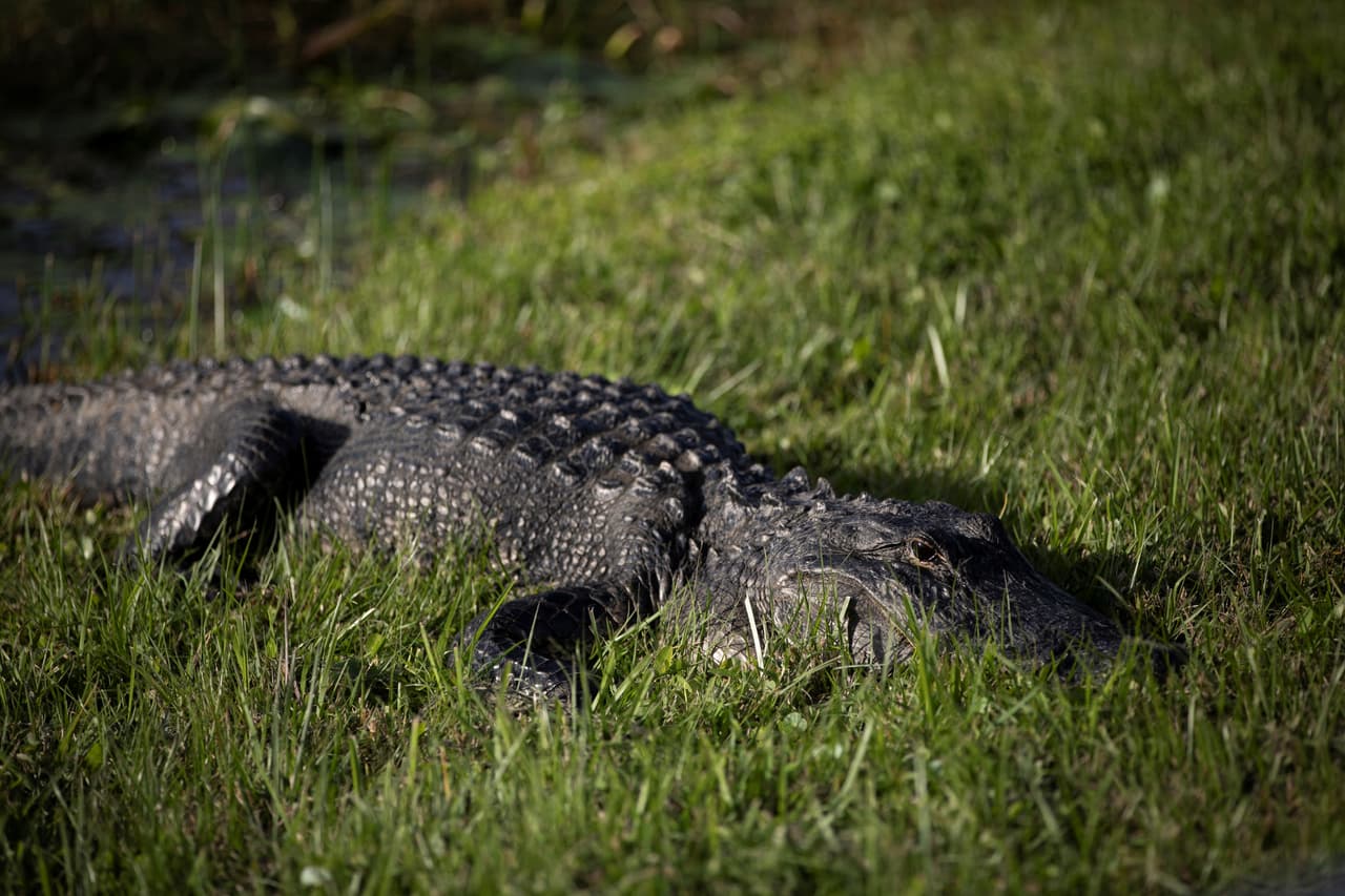 <h2 class="cms-H2-H2">El lago Jesup</h2>
<br>Ubicado en el condado de Seminole– tiene un registro de
<b>13,000 ejemplares</b>, según la Comisión de Conservación de Pesca y Vida Silvestre de Florida.