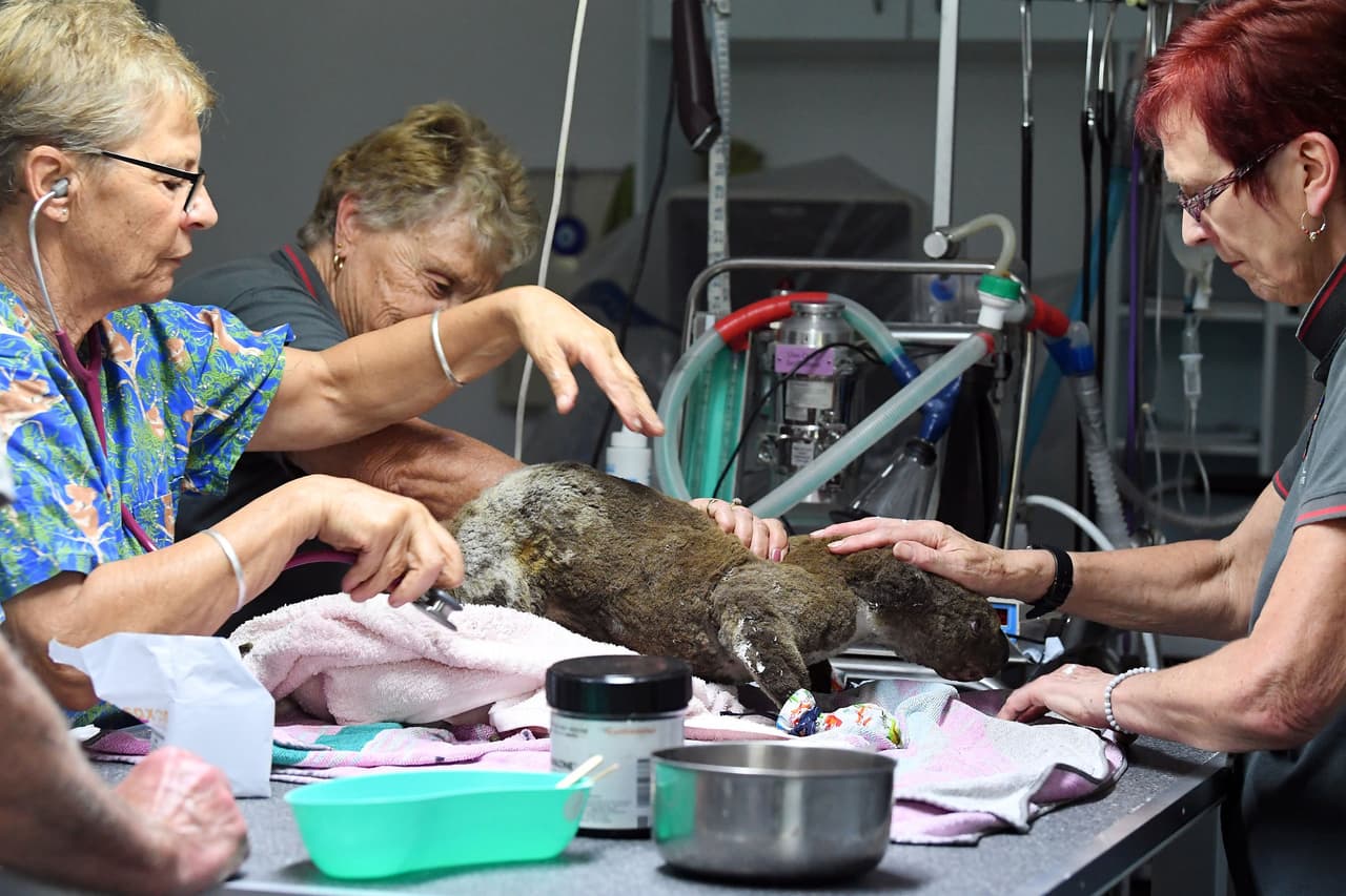 "Fue un fuego muy intenso y no dejó mucha vida a su paso. Logramos rescatar a 10 koalas (...) Va a tener un gran impacto en las poblaciones de estos animales en la región ", dijo Cheyne Flanagan, directora del hospital Port Macquarie Koala a la agencia Reuters.