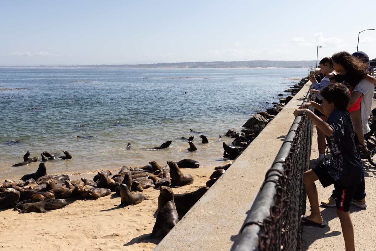 Es frecuente que a la ciudad de Monterey lleguen leones marinos o focas, sin embargo, algunos residentes de la localidad dijeron que nunca habían visto tantos mamíferos acuáticos juntos en la playa. 
<br>