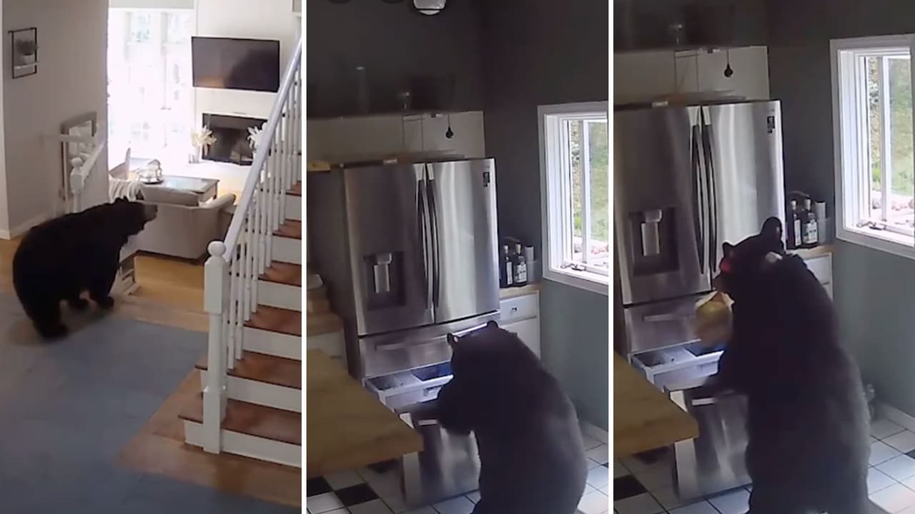 Captan a oso buscando comida en un refrigerador.
