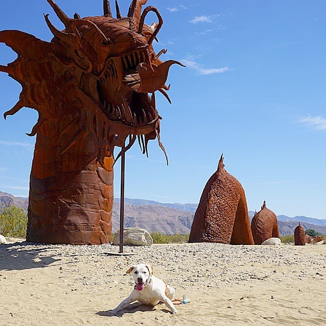 Un dragón se convirtió en mascota de Poh en Borrego Springs.