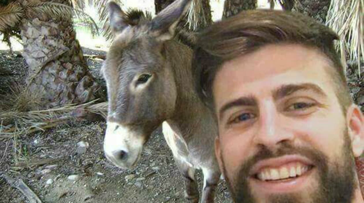 Los burros son muy usuales en Barranquilla como medio de transporte. Abundan por toda la ciudad.