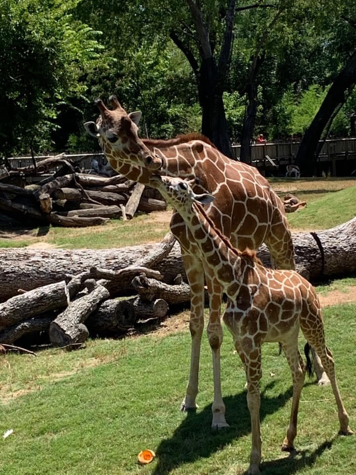 Nombran al Zoológico de Fort Worth como un Centro Certificado de Autismo
