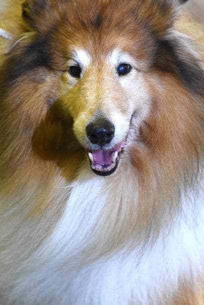Este collie fue uno de los más bellos.