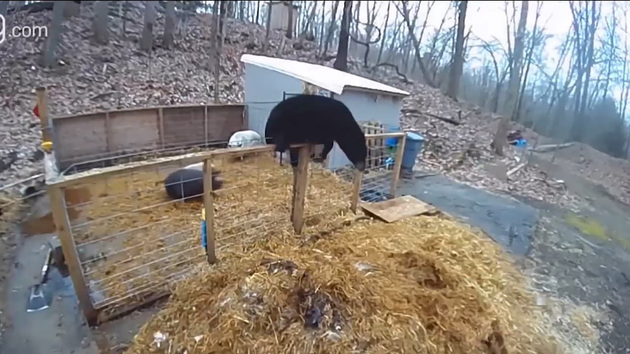 Un par de cerdos se defienden a muerte contra un oso que intentó atacarlos