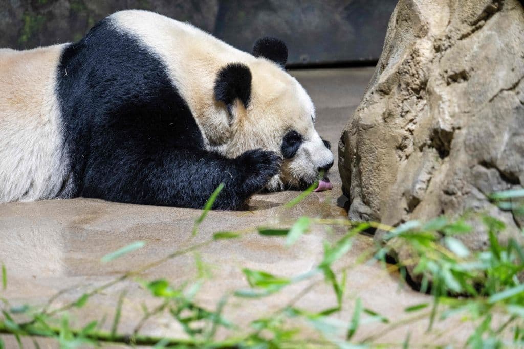 Aunque las negociaciones para extender el acuerdo de intercambio aún no han producido resultados, Beijing continúa prestando pandas a varios países como parte de sus esfuerzos para proteger a las especies vulnerables y promover la conciencia sobre la conservación de la vida silvestre.