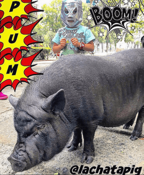 A través de la cuenta 
<b><a href="https://www.instagram.com/lachatapig/">@lachatapig</a></b> en Instagram, podemos encontrar las increíbles anécdotas que vive La Chata en su día a día.