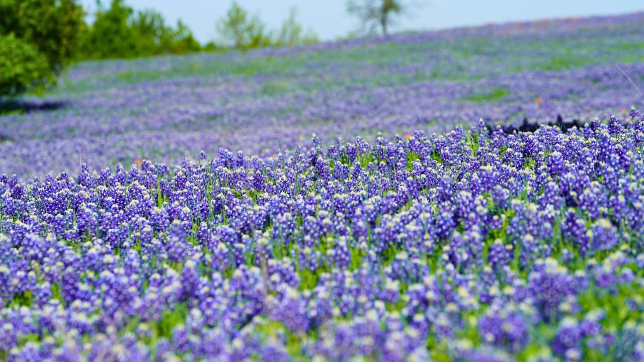 La primavera en Texas es sinónimo de bluebonnets. Ya sea que busques una foto para enmarcar o simplemente disfrutar del paisaje, estos lugares te ofrecen la mejor experiencia. 
<br>
<i>¡No olvides tu cámara y prepárate para capturar la magia del estado de la Estrella Solitaria!</i>