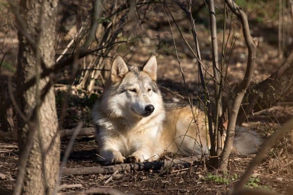 El Santuario actualmente proporciona alimentos, refugio y atención veterinaria para lobos e híbridos de lobos sin asistencia gubernamental o corporativa. Más, 
<b><a href="https://wolfsanctuarypa.org/" target="_blank">aqu</a></b>
<a href="https://wolfsanctuarypa.org/" target="_blank">í</a>.
