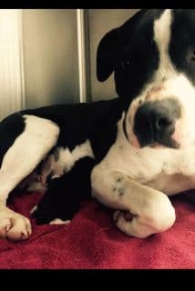 Perra y gatito protagonizan una historia de supervivencia animal y amor