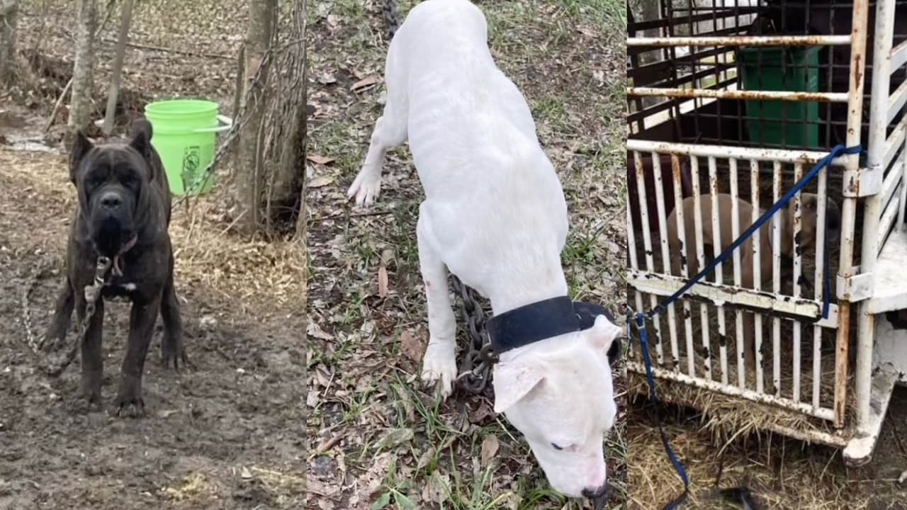 Rescatan tres perros del frío extremo en Houston; otro fue hallado muerto tras presunto caso de crueldad animal