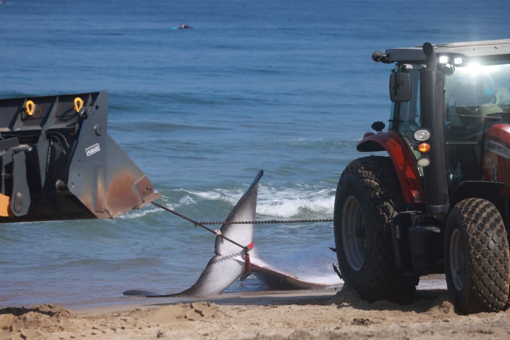 Entrada la tarde del 11 de agosto, el cuerpo de la joven ballena fin fue remolcado de regreso al mar.