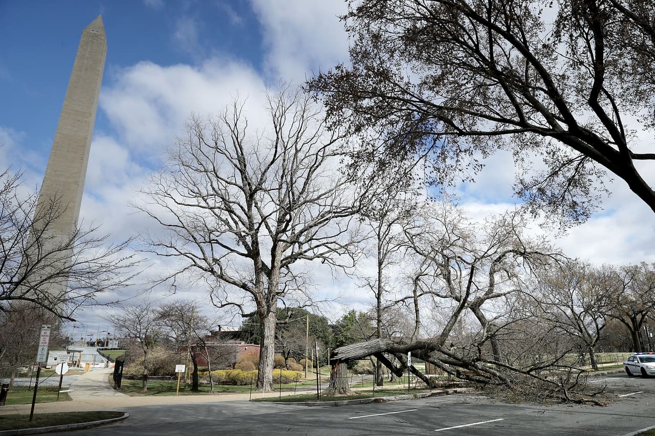 Un árbol que se quebró por los vientos que ha generado esta tormenta invernal en el este de Estados Unidos mantiene bloqueada parte de la avenida Independencia en Washington, DC, este viernes.