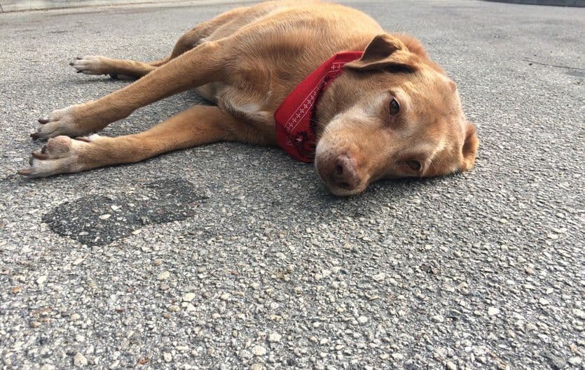 FL: Perro se queda en el lugar donde murió su dueña