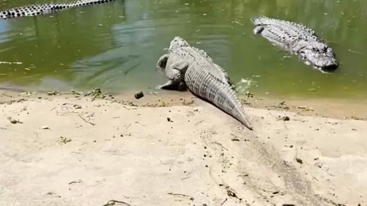 "Los caimanes no son buenas mascotas", publicó Texas Game Warden en advertencia de este tipo de animales y el peligro que representan.