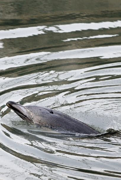 Delfin quedó atascado en canal contaminado en NY