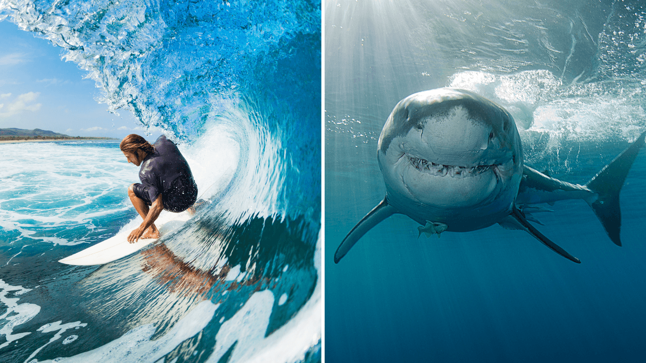 Surfista sufre mordida de tiburón en playa del norte de California