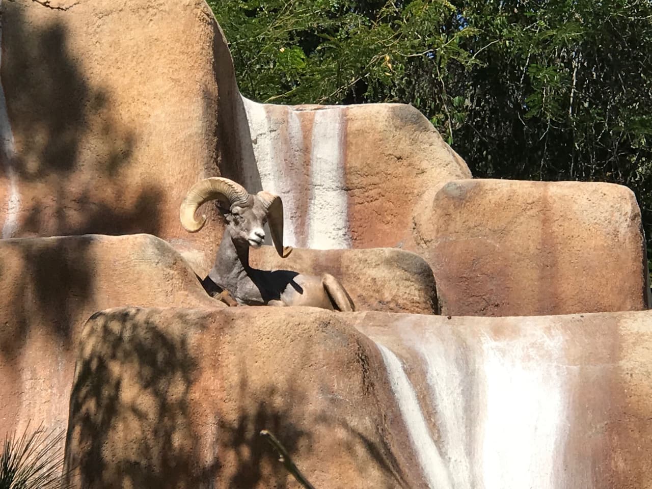 Los cuernos de el Borrego Cimarrón son uno de los más fáciles de identificar en el mundo animal. Esos majestuosos cuernos circulares se han utilizado como logotipos para el equipo de futbol americano, Los ángeles Rams y hasta para una conocido modelo de camionetas pickup de trabajo pesado.