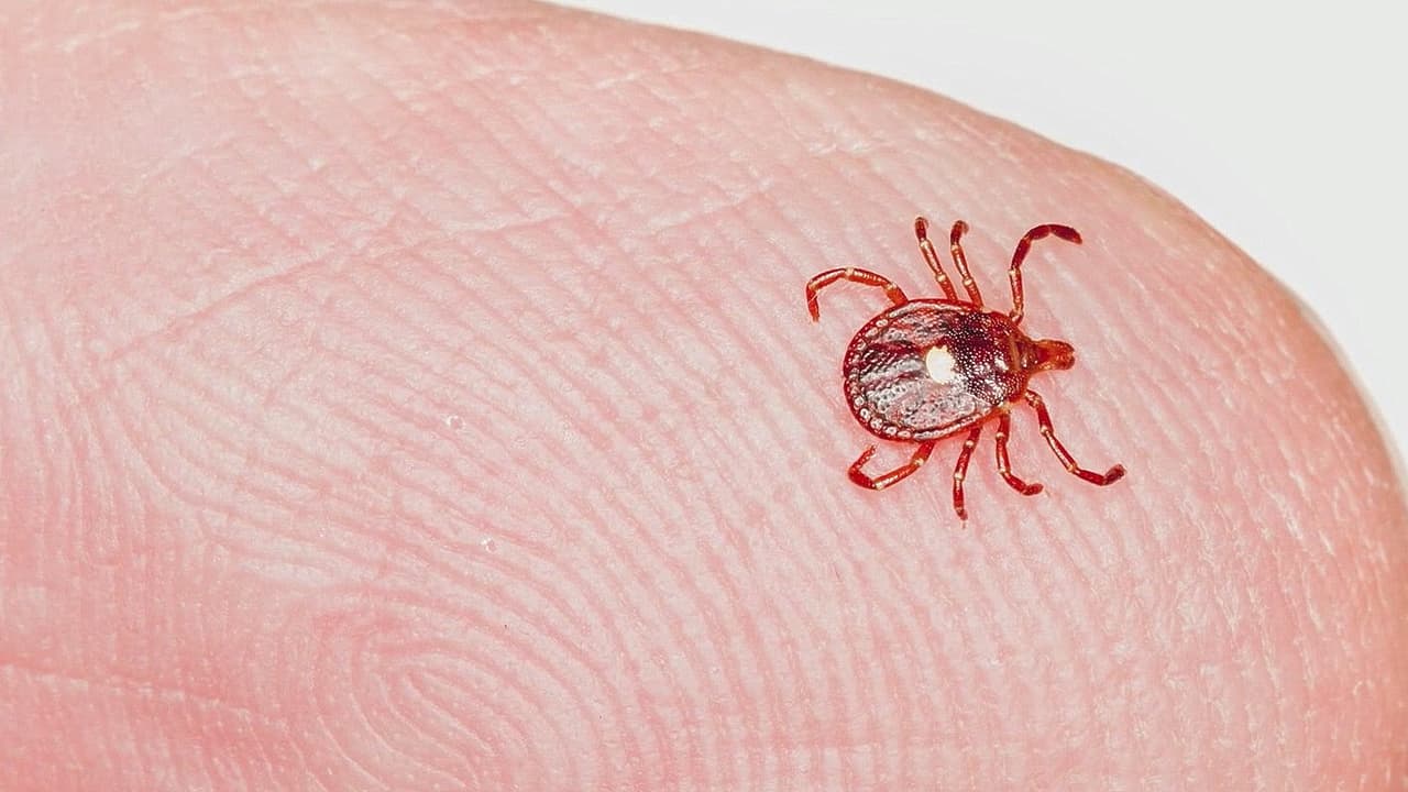 Síntomas, riesgos y dónde se encuentran: esto es lo que se sabe del virus que circula en las garrapatas de Georgia 