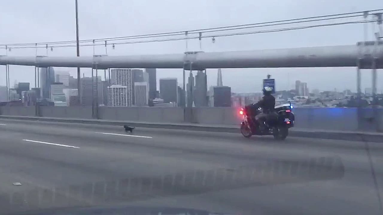 Un chihuahua se hace famoso tras una persecución policial en San Francisco