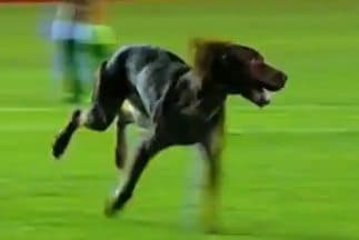 ¡Otro perro en el fútbol de Argentina! Ahora fue en el partido entre Belgrano y Banfield