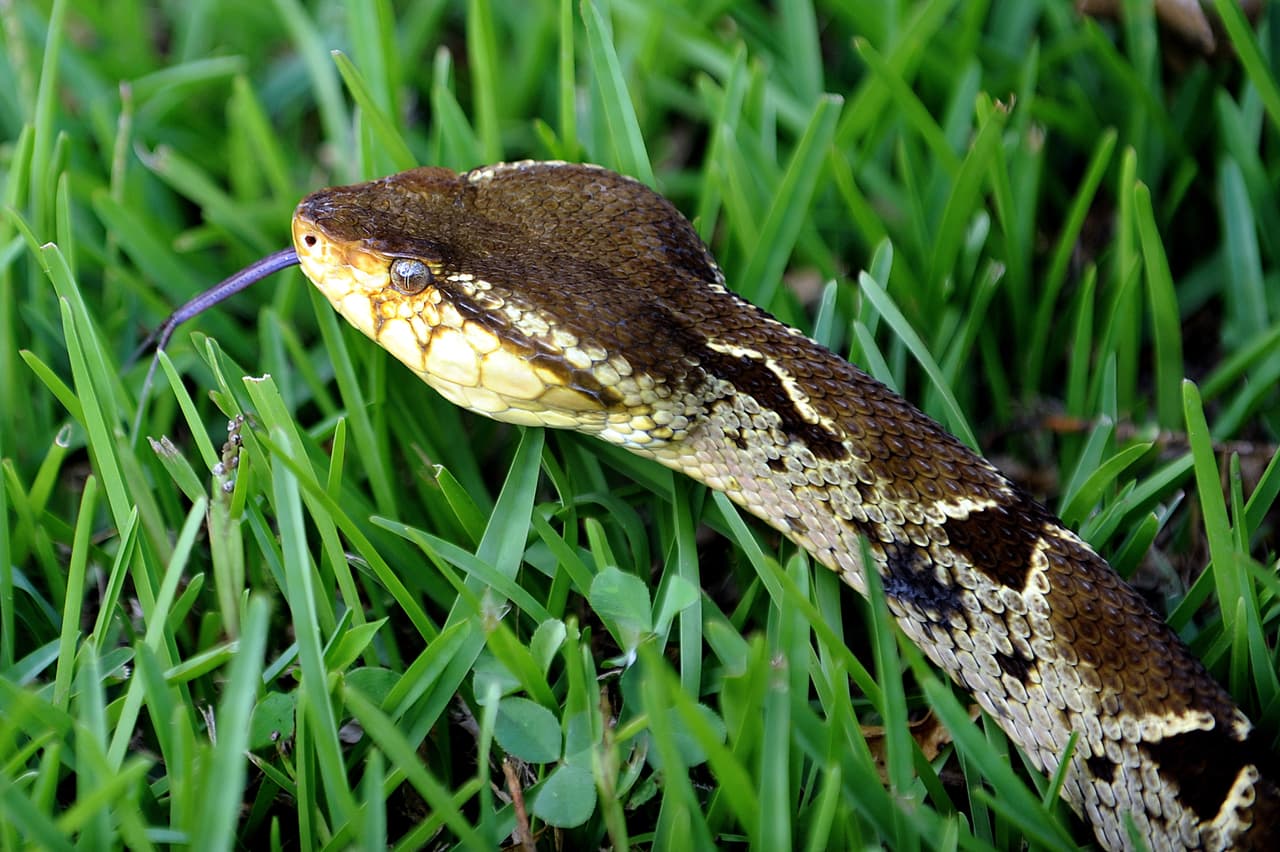 Por lo que concierne al sentido del olfato, tiene dos maneras de oler: la tradicional y otra que es única en los reptiles y consiste en emplear la lengua para arrastrar moléculas hasta unas fosas situadas en el paladar. Estas fosas contienen un órgano, sumamente sensible a los olores, que les permite distinguir ínfimos contrastes, de modo que la serpiente consigue seguir rastros olorosos con gran habilidad.