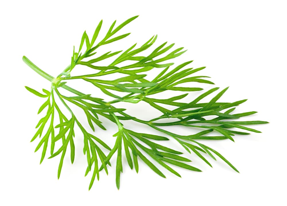 Además de calmar y relajar los dolores estomacales, ayuda además a reducir las flatulencias, a acelerar la digestión y a frenar las diarreas. En la India, por ejemplo, es un remedio bastante común contra esto último.