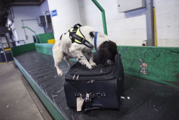 La mayoría de las veces los perros logran encontrar las sustancias ilegales.