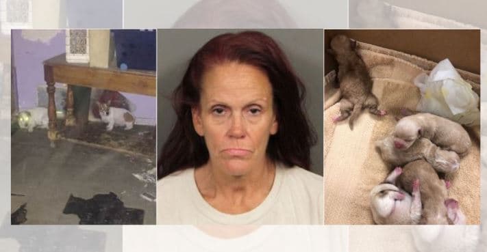 Lanzó una bolsa con cachorros a la basura en Coachella y ahora pagará con cárcel