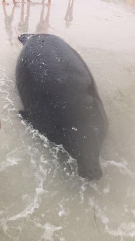 Una de las teorías que se manejaron es que los manatíes se vararon en la orilla por los fuertes vientos y olas ásperas después de nadar en aguas poco profundas.