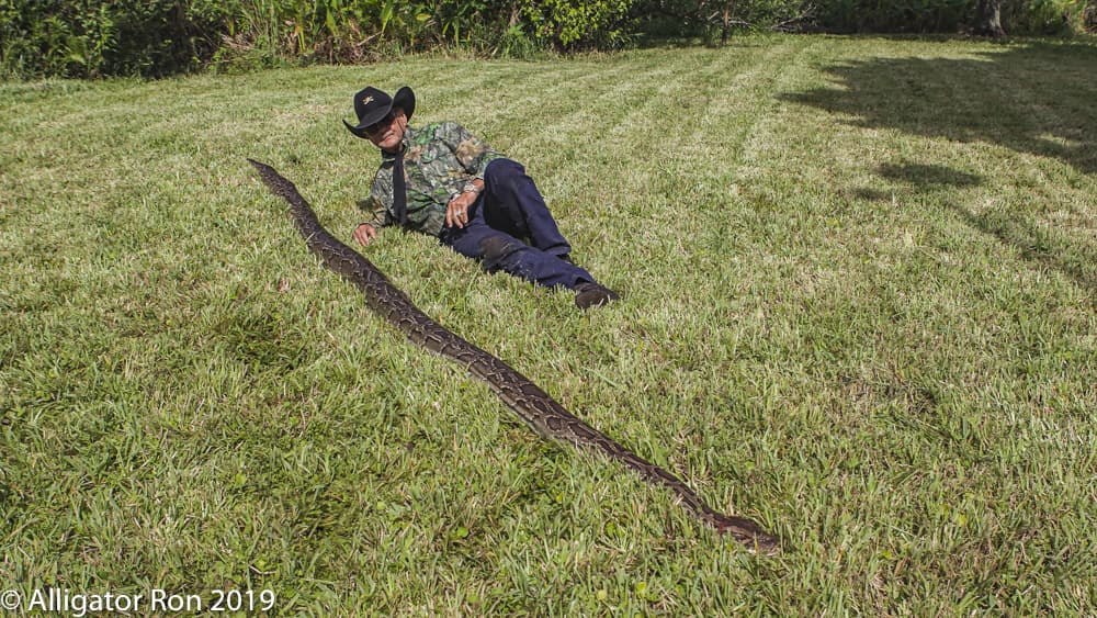 El experto contó que estaba muy satisfecho con la hazaña, pues al eliminar también los 50 huevos de la pitón.