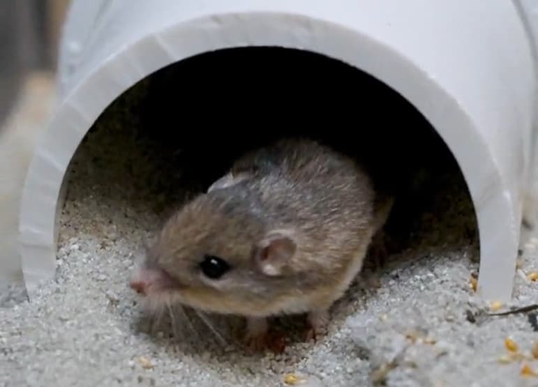 Pat es el ratón más longevo criado en cautiverio y es una buena noticia para su especie en peligro