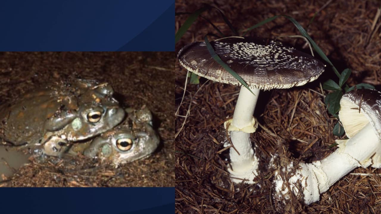 Para más información y pedir ayuda ante una situación de envenenamiento llame al 1-800-222-1222. “Las enfermeras, los farmacéuticos y los médicos del centro de intoxicaciones pueden responder preguntas y ayudar a determinar si es necesario un tratamiento médico”, indica El Centro de Información sobre Drogas y Venenos de Banner Health en Phoenix.