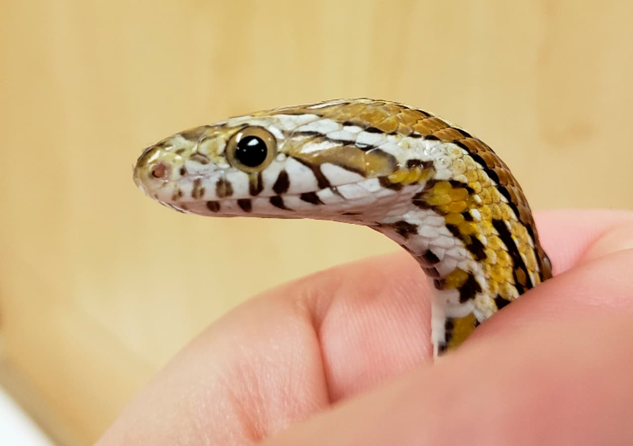 Esta serpiente mascota sobrevivió a un ciclo de lavadora de ropa