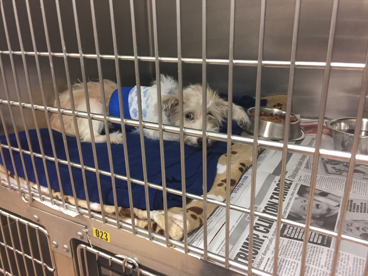 En una declaración a la policía, Coleman negó haber arrojado a la perrita y se presentará en corte el próximo mes.