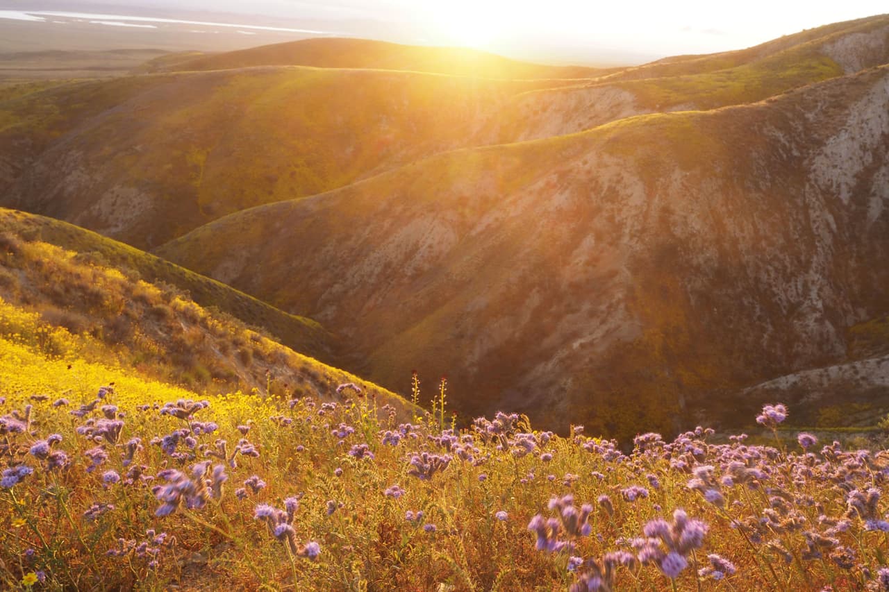 <b>Carrizo Plain, California.</b> El presidente Bill Clinton designó a esta área como el Monumento Nacional Carrizo Plain en 2001. Después de años de sequía, una lluvia generosa llenó de flores silvestres el paisaje.
<br>