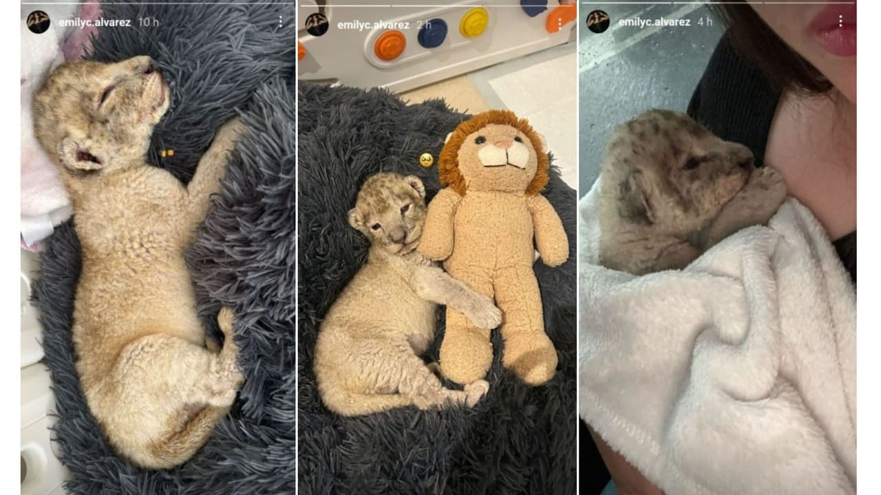 Así apareció la hija de Saúl 'Canelo' Álvarez con un león entre sus brazos.