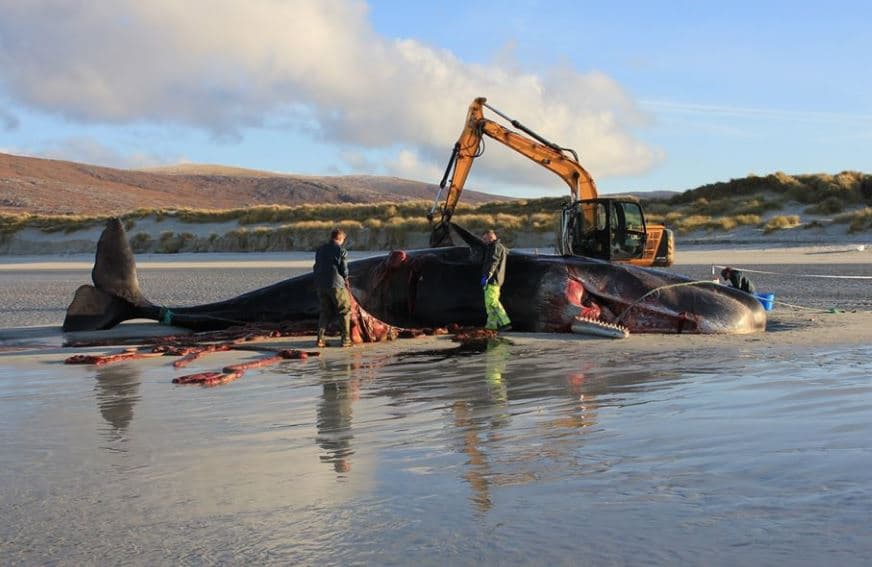 Ballena varada en Escocia.