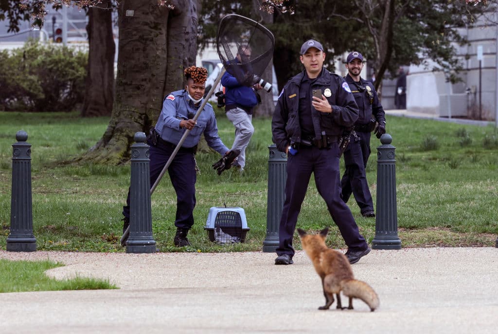 Imagen de la operación de captura del zorro este martes en los alrededores del Congreso de EEUU en Washington DC.