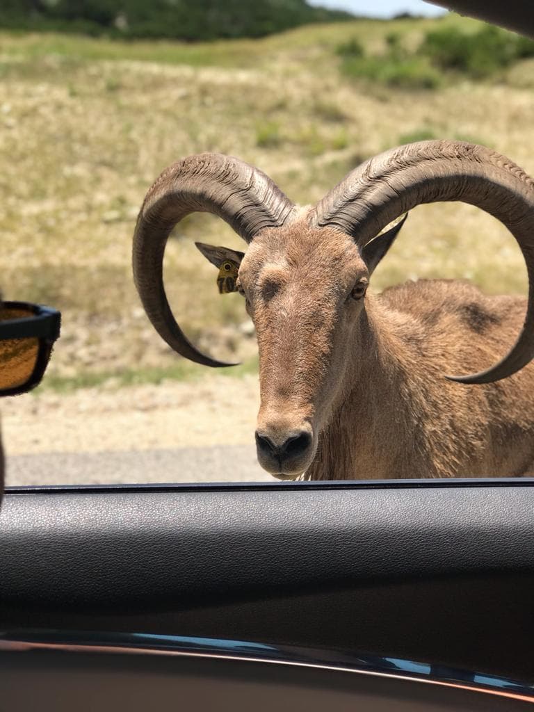 Puede disfrutar de el hábitat natural de animales como zebras, jirafas, cabras y carneros entre otros.