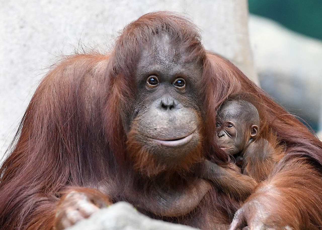 Bebé orangután hace su debut en el zoológico Brookfield