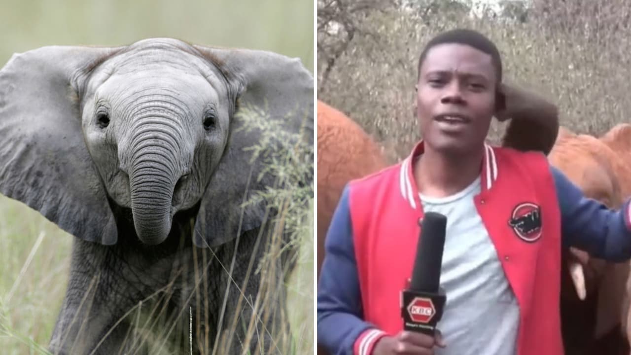 Elefante bebé interrumpe a reportero con su trompa: inesperado momento enamora a Internet