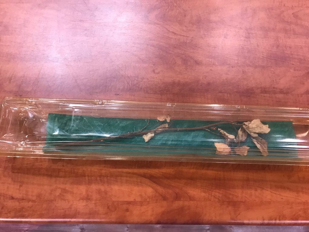 Esta flor se la entregaron en el funeral de Selena y ella decidió conservarla.