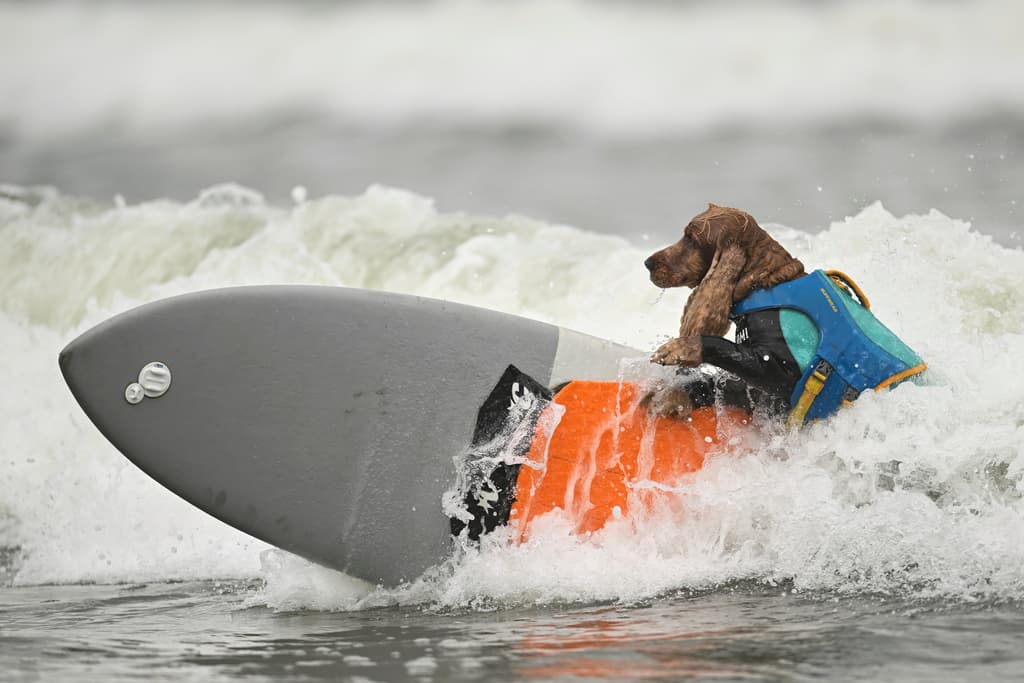 Pero si rápido cayó, más ligero CODA fue en busca de su tabla para intentar retomar la ola.