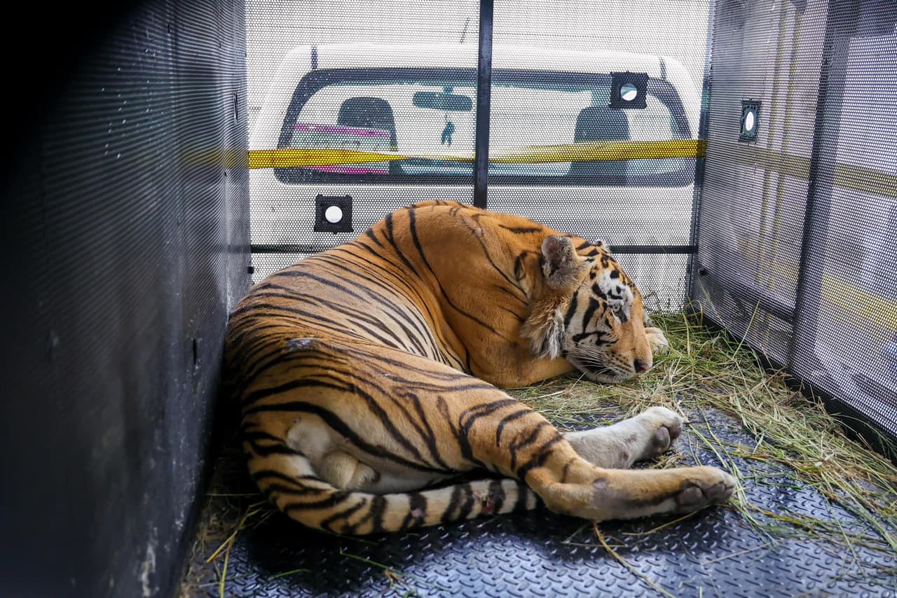 A una semana de
<b><a href="https://www.univision.com/local/san-antonio-kwex/reynosa-tigre-zoologico-frontera-mexico-texas">haber escapado de un zoológico de la zona,</a></b> un tigre siberiano fue capturado este martes en una zona junto al Río Bravo, en Reynosa.
<br>
<br>El Alcalde de Reynosa, Carlos Peña Ortíz, informó que el tigre fue atrapado sin lesiones este martes 10 de septiembre.