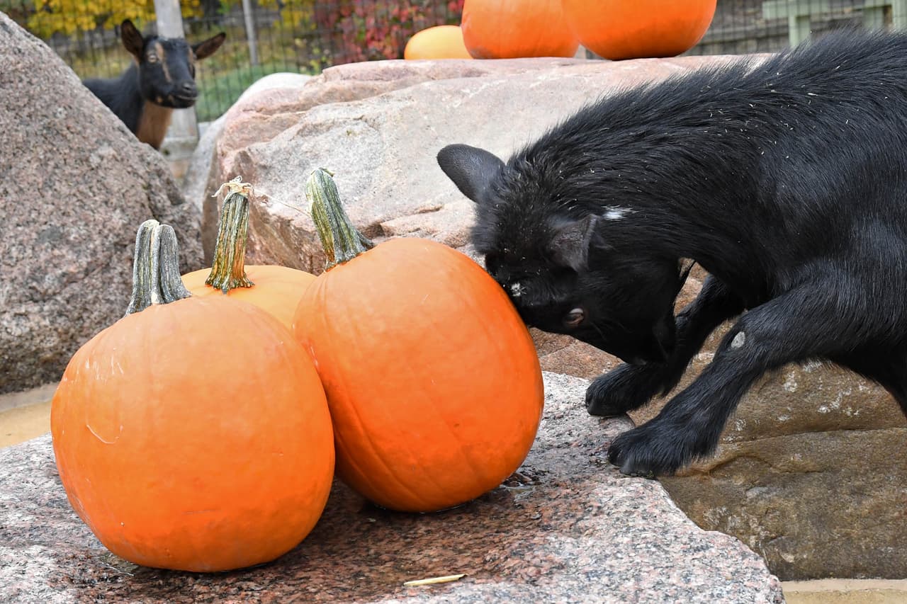 Una de las cabras enanas africanas del zoológico de Brookfield juega con una calabaza. 
<br>